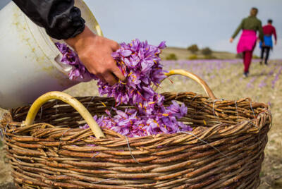 خراسان شمالی رکورددار  تولید زعفران در کشور