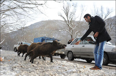 به حیات‌وحش غذارسانی نکنید، با محیط‌زیست تماس بگیرید
