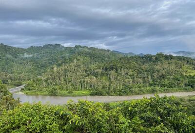 راز نجات یک جنگل گرمسیری با فناوری
