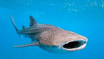 رقص مرد آبادانی روی نهنگ غول پیکر در خلیج فارس + فیلم