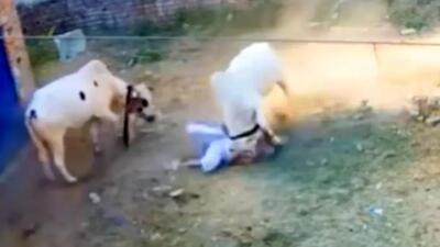  فیلم حمله وحشیانه گاو به پیرمرد