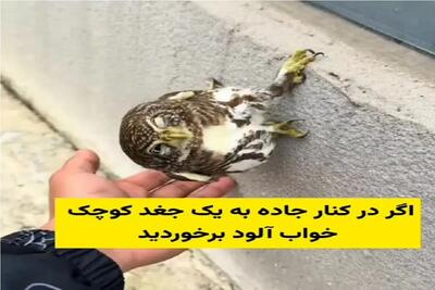  مستند کاوش؛ جغد خابالویی که اگه بهش توجه کنی تا آخر عمر سرجهیزیه ات میشه