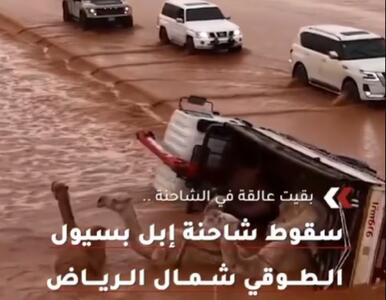  واژگونی کامیون حامل شتر‌ها در سیل شمال ریاض + فیلم