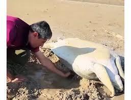 نجات لاک‌پشت غول‌پیکر در سواحل بوشهر