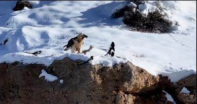 بازگشت همای سعادت به بام ایران