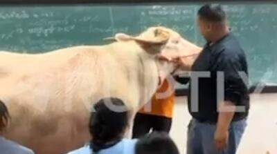 آوردن گاومیش سر کلاس توسط آقای معلم!