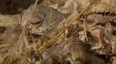 لحظات شکار یک مارمولک توسط افعی شاخدار