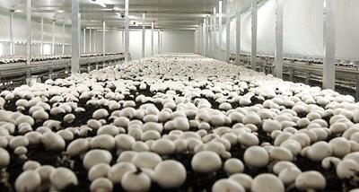 قیمت هرکیلو قارچ برای مصرف کننده به ۲۲۰ هزارتومان رسید