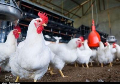 تأمین 800 تن کنجاله سویا برای مرغداری‌های خراسان شمالی - تسنیم