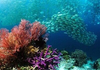 آغاز اجرای پروژه ایجاد زیستگاه مصنوعی دریایی در آب‌های قشم - تسنیم