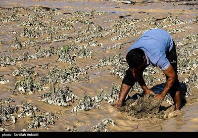 خسارت 4.5 همتی سیل به کشاورزی جنوب کرمان‌ - تسنیم