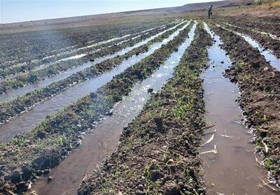 توسعه 20 هکتار کشت گیاهان علوفه‌ای در اراضی دیم سیروان برای مقابله با خشکسالی - تسنیم