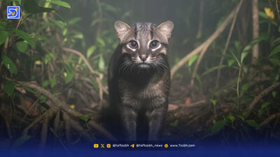  گربه نادری که پس از ۳۰ سال دوباره دیده شد