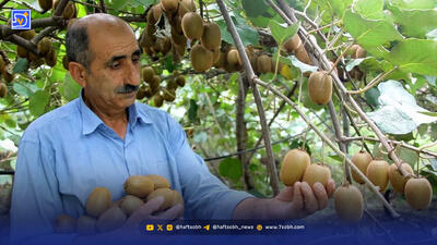 کیوی؛ متهم اصلی گرانی پرتقال و نارنگی