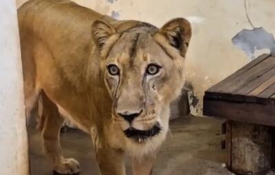 شیر باغ وحش، جوان کنجکاو برزیلی را خورد!