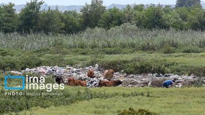 استاندار گیلان: حل معضل پسماند نیازمند تصمیم قاطع و پیگیری مستمر ملی است