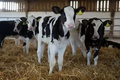 قیمت دام زنده امروز ۶ دی 1404 + جدول