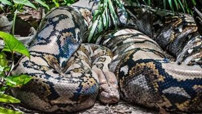 بزرگ‌ترین ماری که زمین به خود دیده است