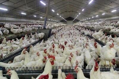  پیشرفت ۷۰ درصدی کارخانه جوجه‌کشی مرغ گوشتی در خراسان شمالی