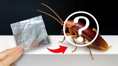  نحوه از بین بردن سوسک و حشرات با یک تکه فویل / تا سالها سوسک نمیبینی