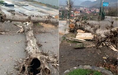 گزارش روزنامه اعتماد از قطع درختان امامزاده رشت / متولی  بارگاه امامزاده هاشم: یکی از ۱۰ دلیل قطع درختان گسترش فضای حرم بود