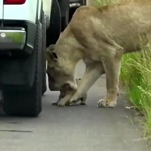 شیر باغ وحش، جوان کنجکاو برزیلی را قورت داد + ویدیو