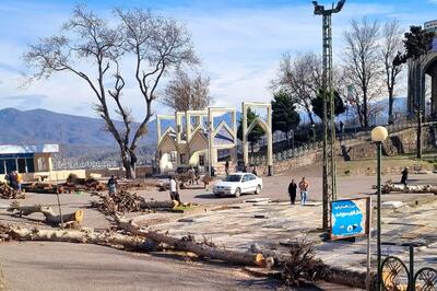 قطع درختان امامزاده هاشم توجیه ندارد/ کاملا سالم بوده و هیچ مشکلی نداشته‌اند