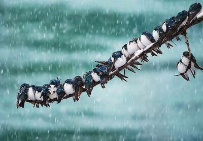 هشدار یخبندان!؛ برف و کولاک در ۲۰ استان | ورود سامانه بارشی جدید از فردا