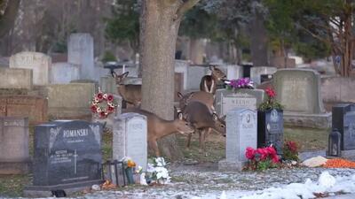 گوزن‌های گرسنه به قبرستان هجوم بردند | ویدئو