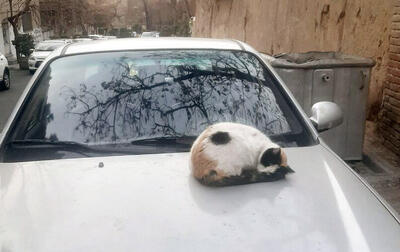 خروپف گربه‌ای