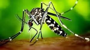 احتمال گسترش فعالیت پشه آئدس در جنوب کرمان وجود دارد