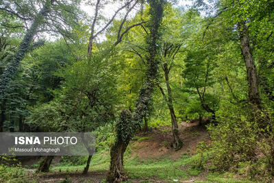 شاخه‌های خشک و شکسته نشانه خطر است یا سلامت جنگل؟