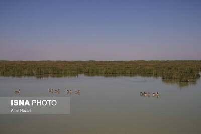 درگیری شکارچی متخلف با محیط‌بانان تالاب «میانگران»