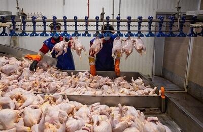 قیمت کنجاله سویا ۲ برابر شد؛ منتظر مرغ ۴۰۰ هزار تومانی باشید