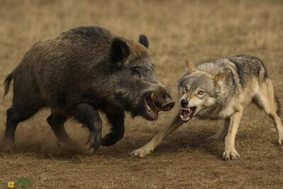 ببینید | شکار گراز توسط گرگ‌ها در ارتفاعات مازندران