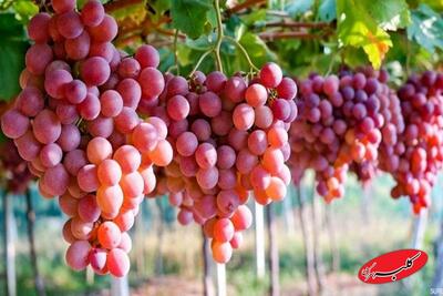  شیوه جالب خوانساری ها برای حفظ خوشه انگور از سرما + فیلم - کلبه سرگرمی
