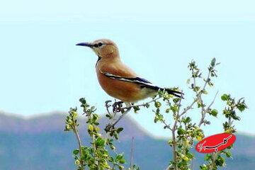  زاغ بور، پرنده‌ای که دویدن را بیشتر از پرواز دوست دارد - کلبه سرگرمی
