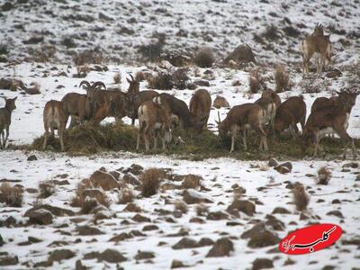  ببینید | غذارسانی به حیوانات در برف یک متری - کلبه سرگرمی
