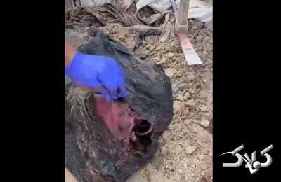 پیکرهای بدون سر از زیر شن‌ خارج شد! + ویدئو | تلخ ترین تصاویر از لحظه خروج اجساد - مجله اینترنتی کولاک