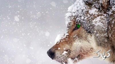 سامانه بارشی قطبی در آستانه ورود به ایران/ منتظر بارش‌های سنگین برف باشید - مجله اینترنتی کولاک