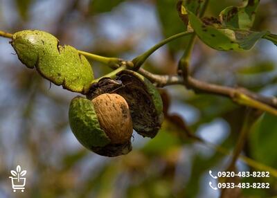 خرید نهال گردو پربازده با ضمانت اصالت | آغاز یک سرمایه گذاری مطمئن کشاورزی - مردم سالاری آنلاین