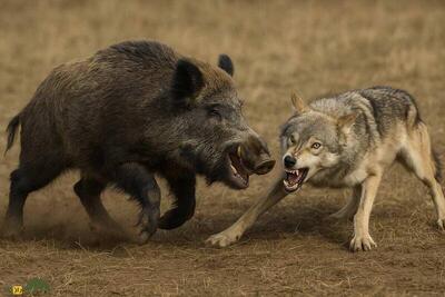 فیلم/ شکار گراز توسط گرگ‌ها در ارتفاعات مازندران