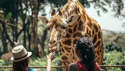 پارک ملی نایروبی به روایت تصویر