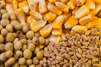 نهاده دامی مورد نیاز کشور تا پایان سال تامین است