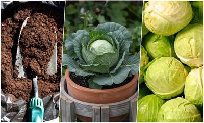  راهنمای کاشت کلم از ته مانده کلم در گلدان + روش نگهداری