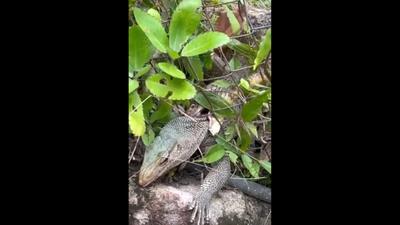 نبرد مرگبار: شاه‌ کبرا در برابر بزمجه غول‌ پیکر / فیلم