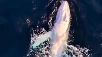  باورنکردنی اما واقعی؛ دیدنی‌ ترین نمایش نهنگ سفید کمیاب / فیلم