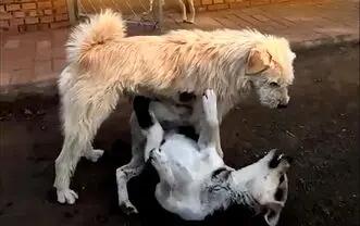  ترس گله سگ ها از سگ آلفا / ابهت و قدرت + فیلم
