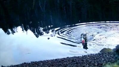 فیلم ماهیگیری گرگ؛ چگونه با تور انسان‌ ها ماهی صید می‌ شود؟