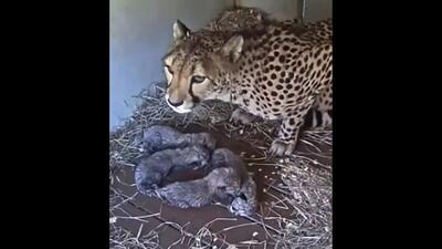  جشن تولد 4 توله یوزپلنگ در باغ وحش ویرجینیا / فیلم